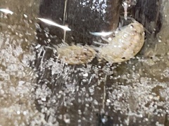 Sphaeroma quadridentatum