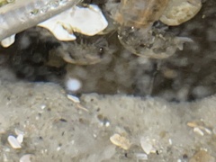 Sphaeroma quadridentatum