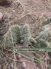 Opuntia cymochila