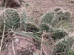 Opuntia cymochila