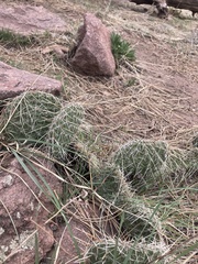 Opuntia cymochila