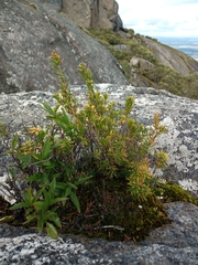 Leucopogon gnaphalioides