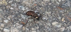 Cicindela gemmata