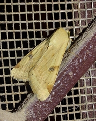 Heliothis peltigera