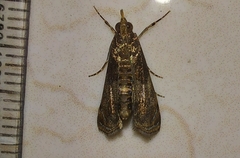 Noorda
