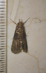 Noorda