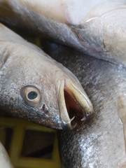 Otolithes ruber