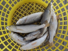 Otolithes ruber