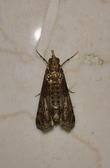Noorda