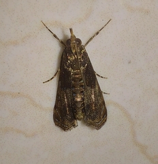 Noorda