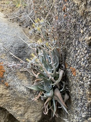Dudleya abramsii calcicola