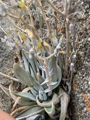 Dudleya abramsii calcicola