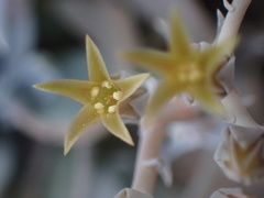 Dudleya abramsii calcicola