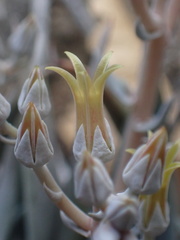 Dudleya abramsii calcicola