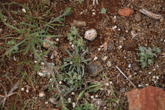 Ifloga polycnemoides