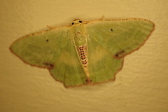 Metallochlora lineata