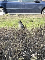 Passer domesticus