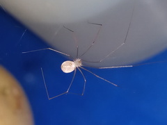 Spermophora senoculata