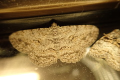 Psilalcis isombra