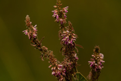 Pseudarthria hookeri