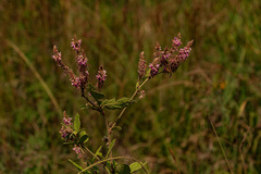 Pseudarthria hookeri