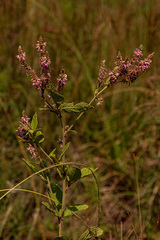 Pseudarthria hookeri