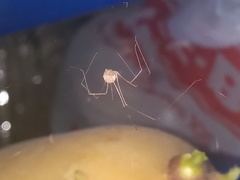 Spermophora senoculata