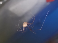 Spermophora senoculata