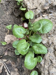 Ficaria verna