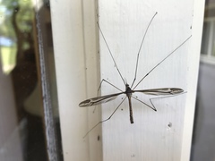 Tipula caloptera