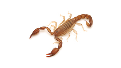 Pseudouroctonus kremani