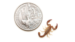 Pseudouroctonus kremani