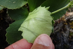 Primula subpyrenaica