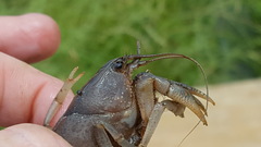 Fallicambarus houstonensis