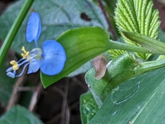 Commelina