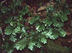 Selaginella intermedia
