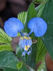 Commelina
