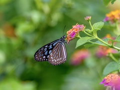 Ideopsis similis
