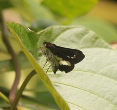 Sabera caesina