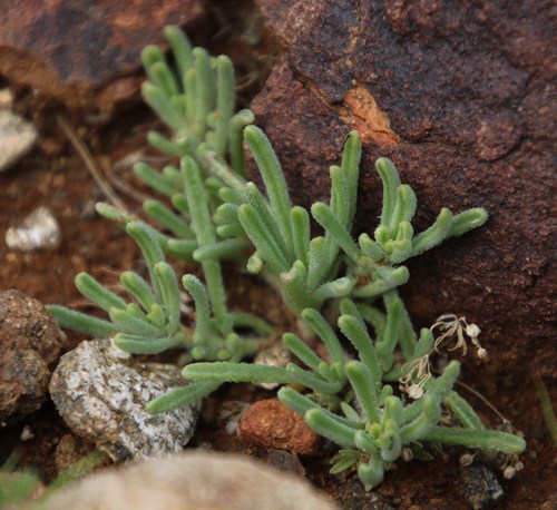 Mesembryanthemum inachabense