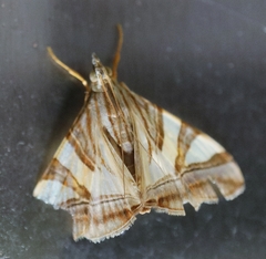 Agrioglypta zelimalis