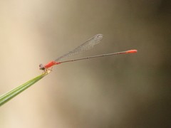Teinobasis rufithorax