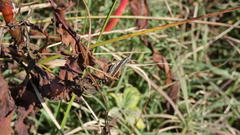 Dichroplus elongatus