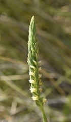 Spiranthes infernalis