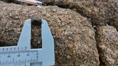Siphonaria lessonii