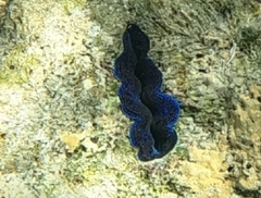 Tridacninae