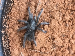 Aphonopelma prenticei