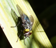 Sarconesiopsis magellanica