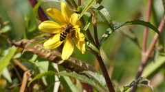 Syrphus reedi
