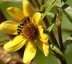 Syrphus reedi